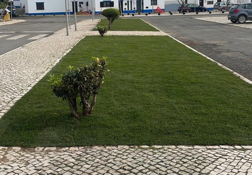 Relvas afetadas pela praga Blissus Insularis